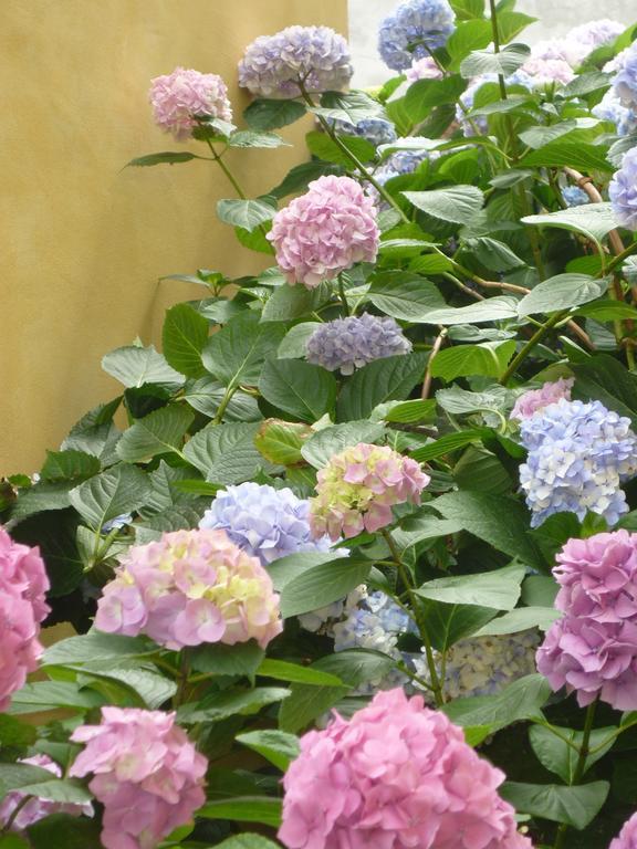 L'Adele Bed & Breakfast Occimiano Bagian luar foto
